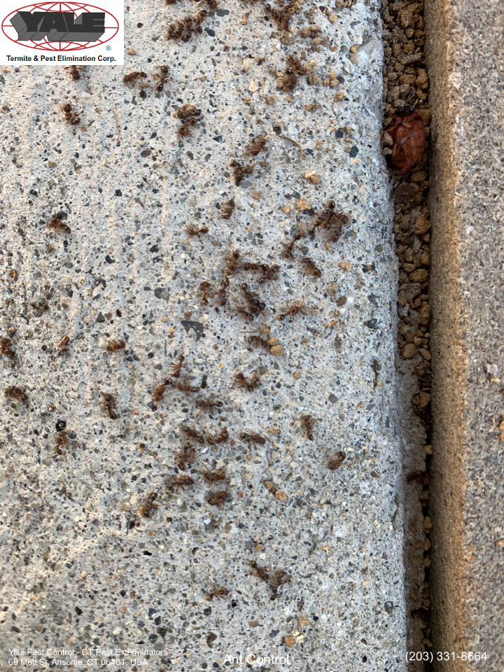 pavement ants control