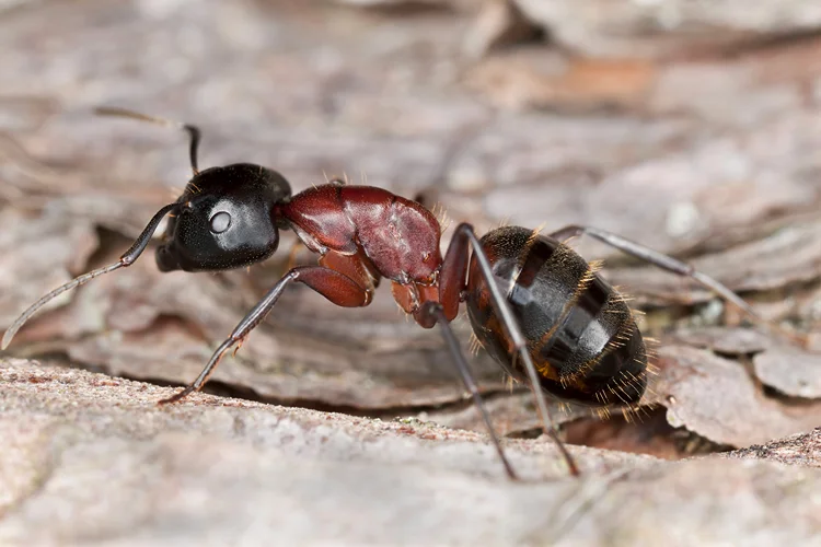 Signs of Carpenter Ants: How to Get Rid of Carpenter Ants